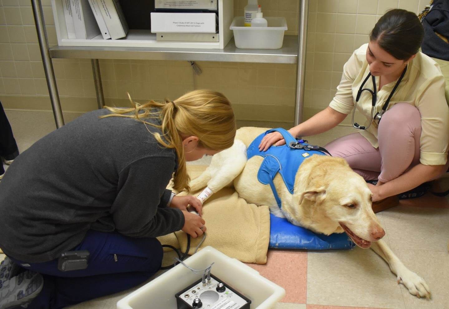 Why Dogs Now Play a Big Role in Human Cancer Research