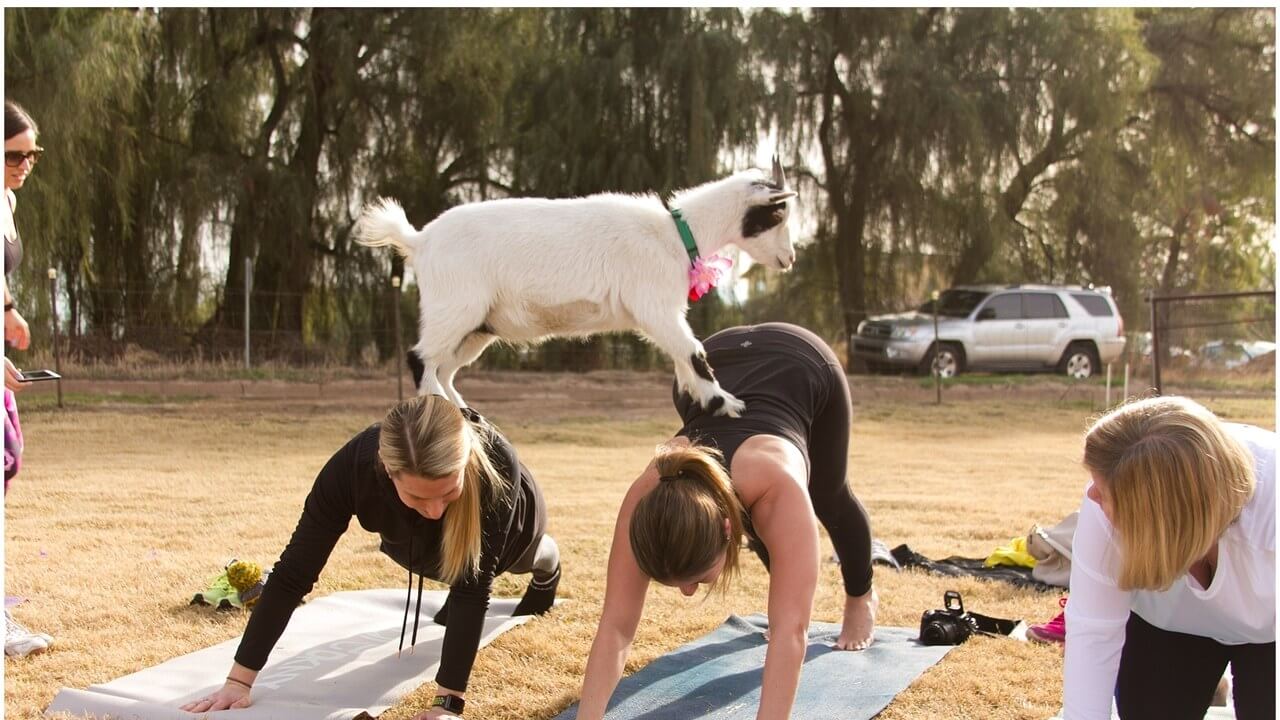Goat Yoga For You