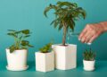 Five Wise Tips to Keep Your Plant Healthy and Alive