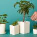 Five Wise Tips to Keep Your Plant Healthy and Alive