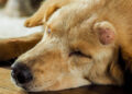 Testicle Cancer on Dogs: What Do You Need to Know About It?