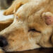 Testicle Cancer on Dogs: What Do You Need to Know About It?