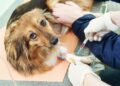 Vascular Tumor Dog – A New Breed of Canine Cancer Detection Dog