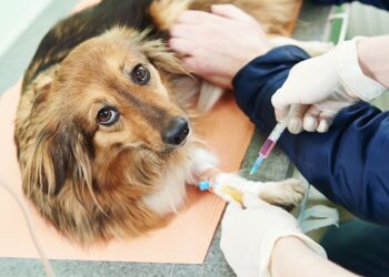 Vascular Tumor Dog – A New Breed of Canine Cancer Detection Dog