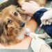 Vascular Tumor Dog – A New Breed of Canine Cancer Detection Dog