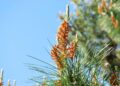 The Surprising Health Benefits of Pine Pollen: Boost Your Immunity, Energy, and More!