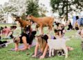 Simon McCoy Bursts Into Fit Of Laughter Over ‘Goat Yoga’