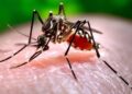 Simple and effective domestic remedies to fight Dengue