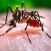 Simple and effective domestic remedies to fight Dengue